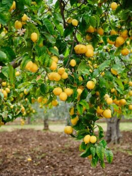 Branches of a lemon tree laden with ripe yellow lemons and green leaves in a garden setting.