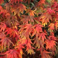 Close-up of vibrant red and orange maple leaves on a tree.