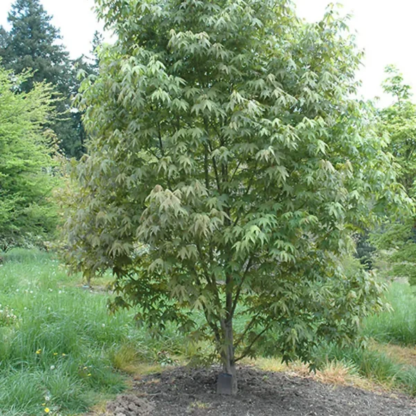 A small, leafy tree with green foliage stands on a patch of dirt beside a paved path, surrounded by grass and other greenery.