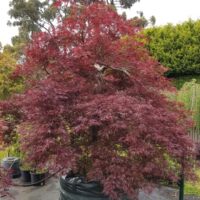 A potted Japanese maple tree with dark red leaves, surrounded by other plants and trees in a garden setting.