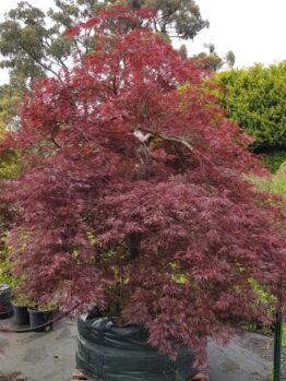 A potted Japanese maple tree with dark red leaves, surrounded by other plants and trees in a garden setting.