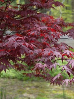 Close-up of a Japanese maple tree with red leaves, set against a blurred background of greenery and a road.