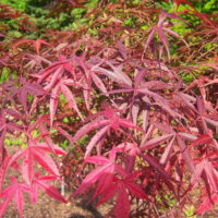 Image shows digital distortion with horizontal red, yellow, and orange lines partly obscuring an Acer 'Red Pygmy' Japanese Maple in a 13" pot.