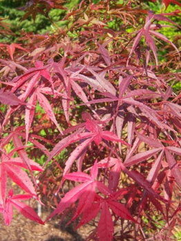 Image shows digital distortion with horizontal red, yellow, and orange lines partly obscuring an Acer 'Red Pygmy' Japanese Maple in a 13" pot.