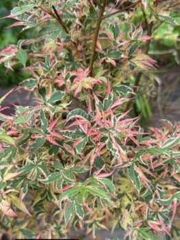 A close-up of an Acer 'Matsukaze' Japanese Maple (Standard) in a 10" pot, showcasing its variegated green and pink leaves with pointed edges and a bushy appearance.