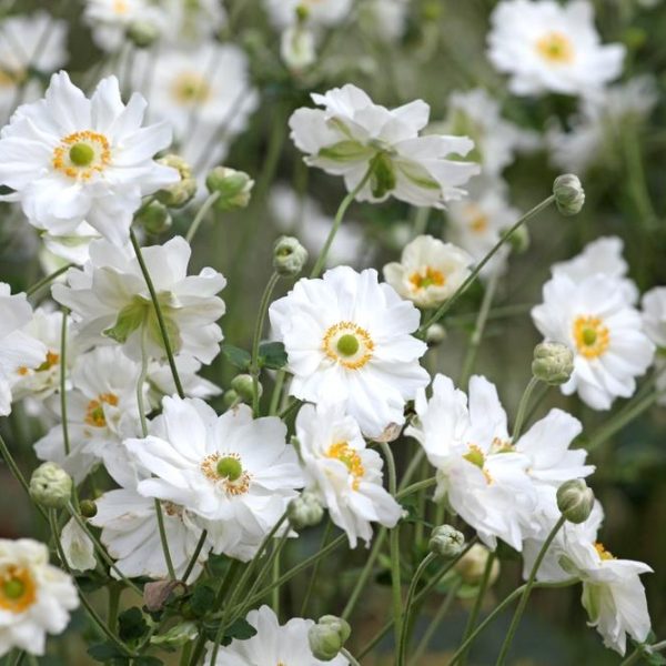 Anemone Fantasy™ 'Rapunzel' Windflowers, featuring white petals and yellow centers, bloom beautifully amidst green stems and buds in a garden setting.