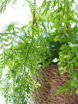 A woven basket holds lush, vibrant green fern leaves, with a few fronds extending outward.