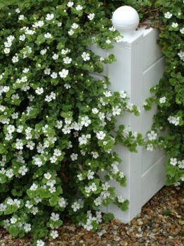 White flowering plants with green leaves drape over a white wooden post, set against a gravel background.