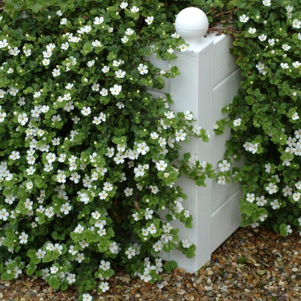 White flowering plants with green leaves drape over a white wooden post, set against a gravel background.
