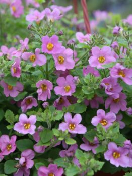 A cluster of pink flowers with green leaves in a garden setting.