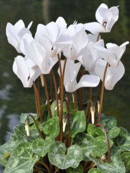 The *Cyclamen 'Cream White' 7" Pot* features bright white blossoms paired with striking dark stems and lush green variegated leaves, creating an elegant contrast.