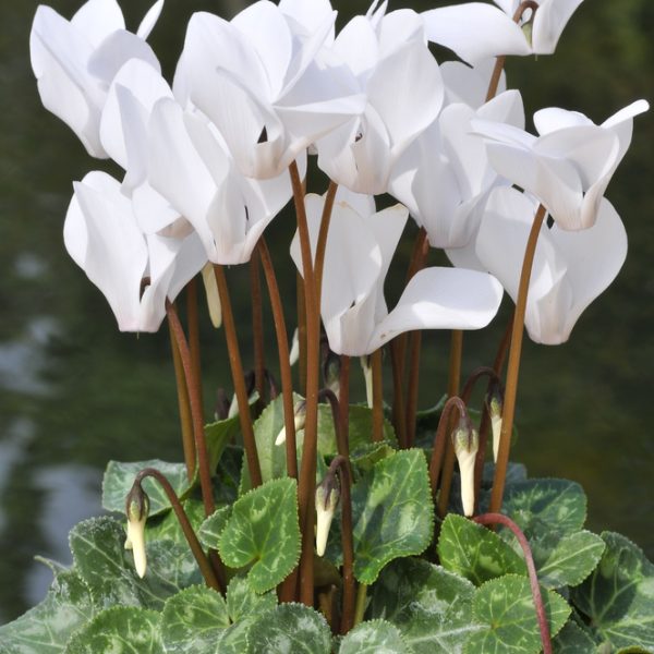 The *Cyclamen 'Cream White' 7" Pot* features bright white blossoms paired with striking dark stems and lush green variegated leaves, creating an elegant contrast.
