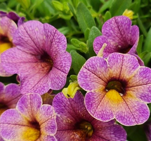Close-up of the vibrant Calibrachoa Cha Cha™ 'Diva Apricot' flowers nestled in a 6" pot, showing off their lush green leaves and apricot hues with soft yellow centers. These blooms add a subtle charm to any space.