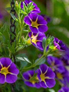 A stunning display is provided by the Calibrachoa Aloha® 'Nani Blue' in a 6" pot, featuring vibrant purple and yellow flowers surrounded by lush green leaves. It is elegantly suspended by a sturdy black chain.