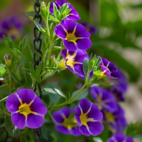 A stunning display is provided by the Calibrachoa Aloha® 'Nani Blue' in a 6" pot, featuring vibrant purple and yellow flowers surrounded by lush green leaves. It is elegantly suspended by a sturdy black chain.