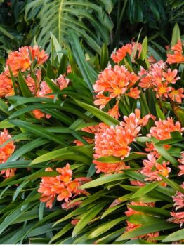 Cluster of orange flowers with long green leaves surrounded by lush foliage.