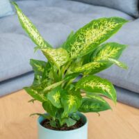 A Dieffenbachia 'Mariana' Dumb Cane in a blue pot sits on a wooden table, with a gray couch in the background.
