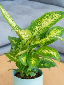 A Dieffenbachia 'Mariana' Dumb Cane in a blue pot sits on a wooden table, with a gray couch in the background.