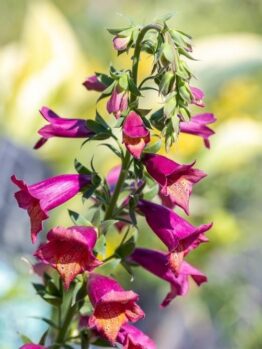 Close-up of Digitalis 'Ruby Glow' Foxgloves blooming on a single stem, set against a blurred garden background.