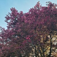 The Fagus 'Tricolour' European Beech Tree, available in a 10" pot, showcases vibrant pink blossoms that stand out against a clear blue sky while sunlight filters through its branches.