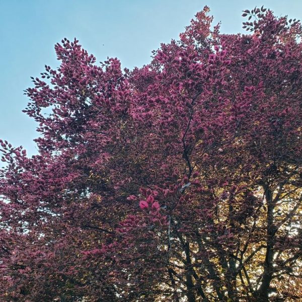 The Fagus 'Tricolour' European Beech Tree, available in a 10" pot, showcases vibrant pink blossoms that stand out against a clear blue sky while sunlight filters through its branches.