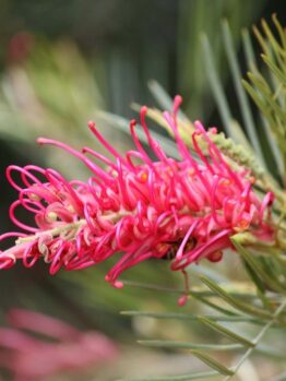 The Grevillea 'Raspberry Dream' in a lively shade of pink flourishes beautifully, unfurling amid lush green foliage in a 6" pot.