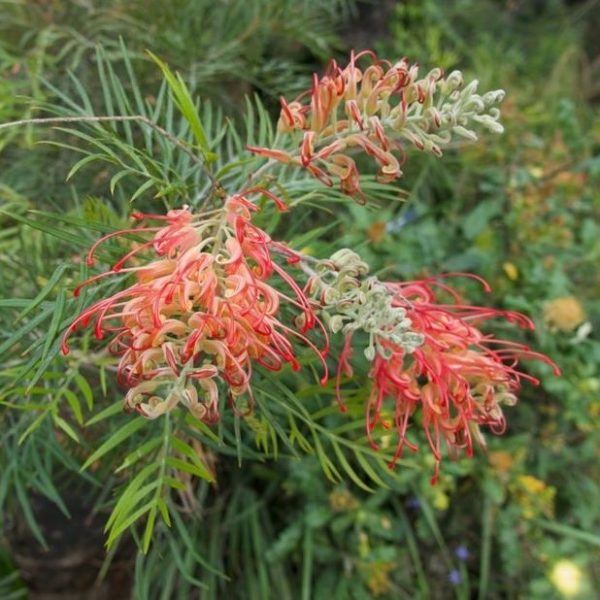 Close-up of vibrant pink and yellow clusters of Grevillea 'Soopa Doopa' flowers, featuring thin, curved petals in a 6" pot, surrounded by long, slender green leaves.