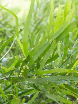 Close-up of the lush, green foliage with long, narrow leaves and small buds of the Homalocladium 'Split Endz' thriving in a 5" pot.