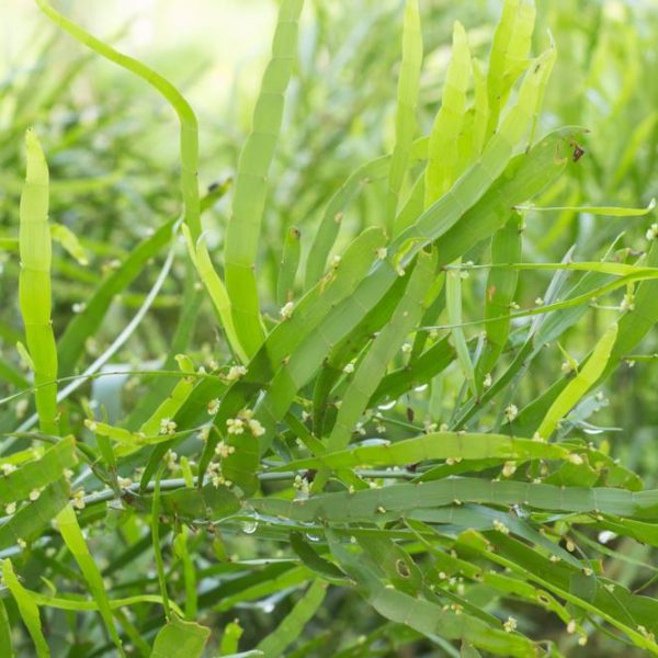 Close-up of the lush, green foliage with long, narrow leaves and small buds of the Homalocladium 'Split Endz' thriving in a 5" pot.
