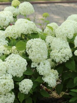 A cluster of white hydrangea flowers with lush green leaves in a garden setting.