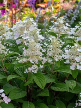 White hydrangea flowers in full bloom, surrounded by green leaves and colorful flowers in the background.