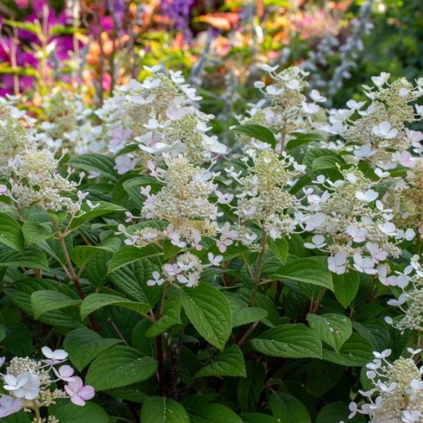 White hydrangea flowers in full bloom, surrounded by green leaves and colorful flowers in the background.