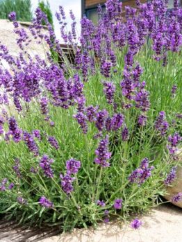 A lush Lavandula 'Monet' French Lavender plant in a 4" pot, with vibrant purple flowers, grows next to large rocks, set against an outdoor backdrop.