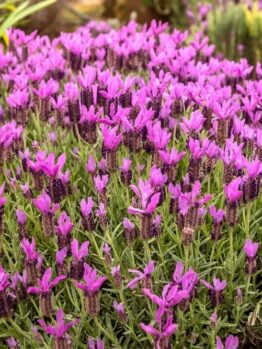 A field of vibrant purple Lavandula 'Lavinnova® Razzleberry Ruffles' Lavender in full bloom, surrounded by lush green foliage, captures the essence of a serene landscape.