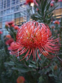 Close-up of a vibrant Leucospermum 'Carnival® Flame' from a 6" pot, featuring pointed orange petals and lush green foliage, set against a backdrop of glass buildings.