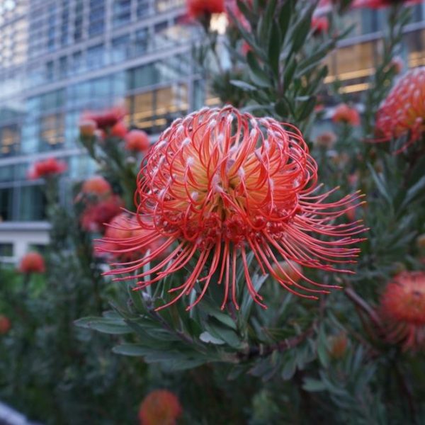 Close-up of a vibrant Leucospermum 'Carnival® Flame' from a 6" pot, featuring pointed orange petals and lush green foliage, set against a backdrop of glass buildings.