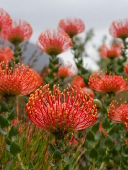 The Leucospermum 'Carnival® Orange' flowers are in full bloom, their striking red pincushion petals providing a stunning contrast against the lush green foliage beneath a cloudy sky, all eloquently arranged in a 6" pot.