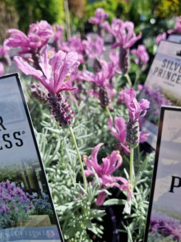 Close-up of lush Lavandula plants in full bloom, nestled in pots with signs labeled "Lavinnova® 'The Princess' Lavender 6"" among them.