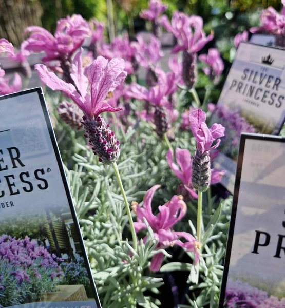 Close-up of lush Lavandula plants in full bloom, nestled in pots with signs labeled "Lavinnova® 'The Princess' Lavender 6"" among them.