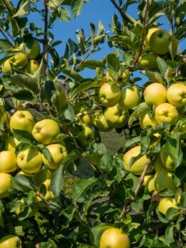 Under the clear blue sky, a Malus 'Prima Heritage' tree in a 10" pot stands adorned with numerous ripe green apples.