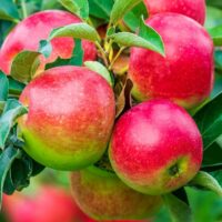 A cluster of ripe red apples from the Malus 'Prima Heritage' variety glistens among the green leaves on a tree branch.