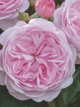 Close-up of a blooming pink rose with layered petals, surrounded by green leaves and a rosebud.