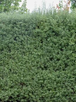 Dense green hedge with small leaves, set against the backdrop of taller trees in the background.