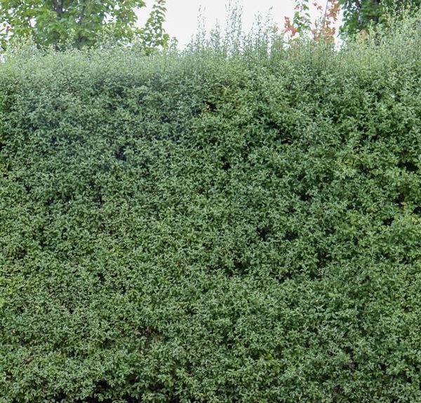 Dense green hedge with small leaves, set against the backdrop of taller trees in the background.