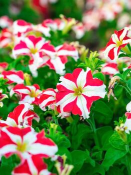 A cluster of red and white petunias with green leaves in a garden setting.