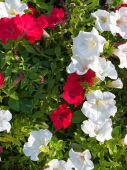 A bed of red and white petunias in full bloom with green leaves visible underneath.