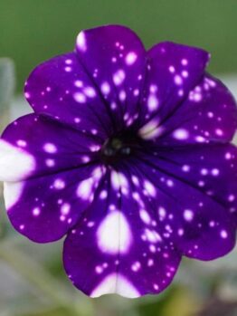 A close-up of the Petunia 'Surprise Sparkle Blue' flower, featuring white speckles on its blue petals that evoke a starry night sky, making it ideal for enhancing any hanging basket.