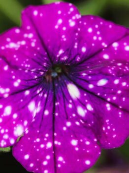 Close-up of a Petunia 'Surprise Sparkling Cardinal' flower, featuring purple petals with white speckles, set against lush green leaves in the background.