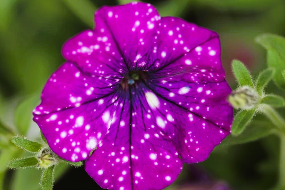 Close-up of a Petunia 'Surprise Sparkling Cardinal' flower, featuring purple petals with white speckles, set against lush green leaves in the background.