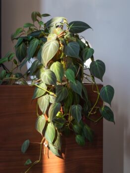 A philodendron plant with heart-shaped leaves cascading over a wooden surface, lit by sunlight.